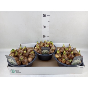 Narcissus DU 'Bridal Crown'