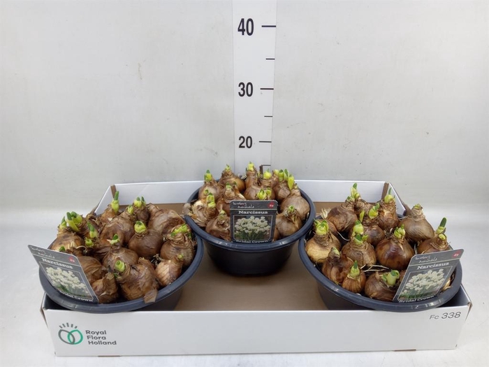 <h4>Narcissus DU 'Bridal Crown'</h4>