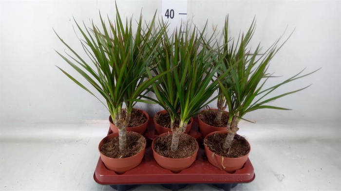 <h4>Dracaena marg.</h4>