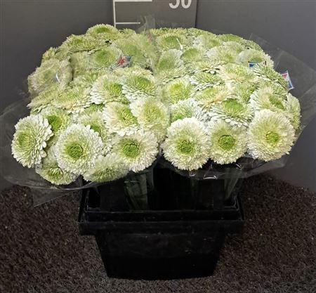 <h4>Ge Mi Bolero Viri Bianco</h4>