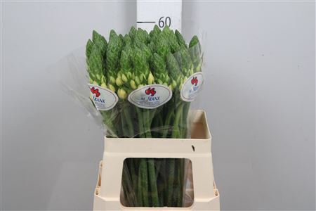 <h4>Ornit Db Orchid Star</h4>