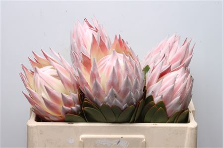 <h4>Protea Cynaroides Grande</h4>