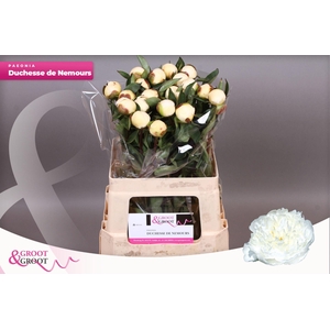 Paeonia Duchesse De Nemours | Heavy Quality