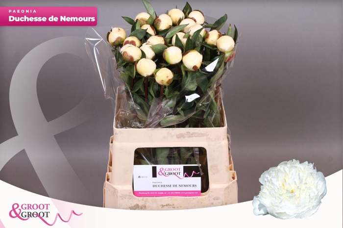 <h4>Paeonia Duchesse De Nemours | Heavy Quality</h4>