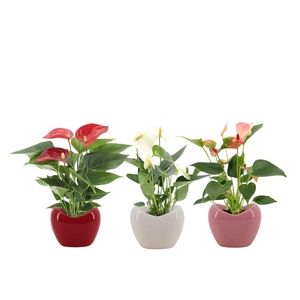 Anthurium 7 cm 3 color mix in Paris ceramics
