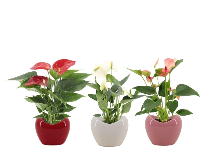 <h4>Anthurium 7 cm 3 color mix in Paris ceramics</h4>