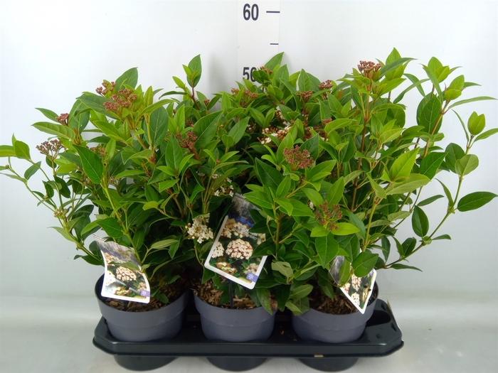 <h4>Viburnum tinus 'Spirit'</h4>