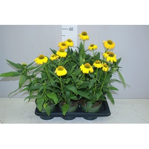Echinacea Som Lemon Yellow