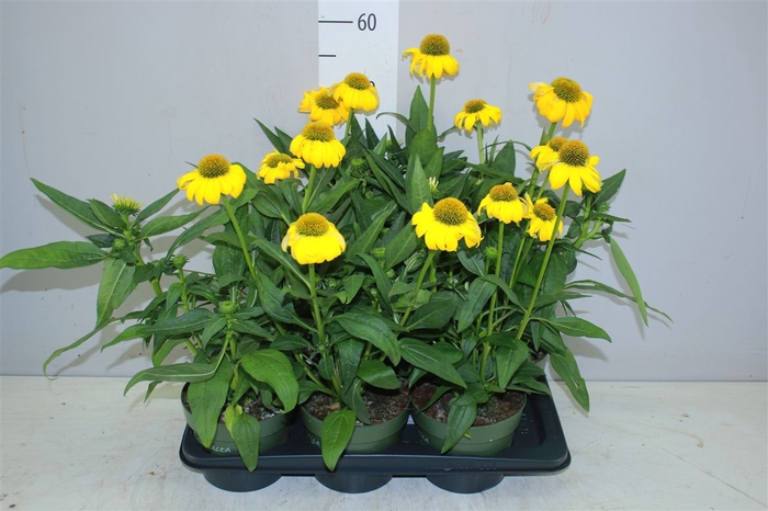 <h4>Echinacea Som Lemon Yellow</h4>