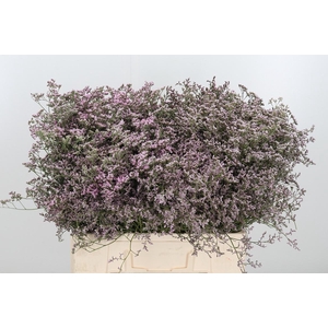 Lim Saf Oshi Pink 60 20