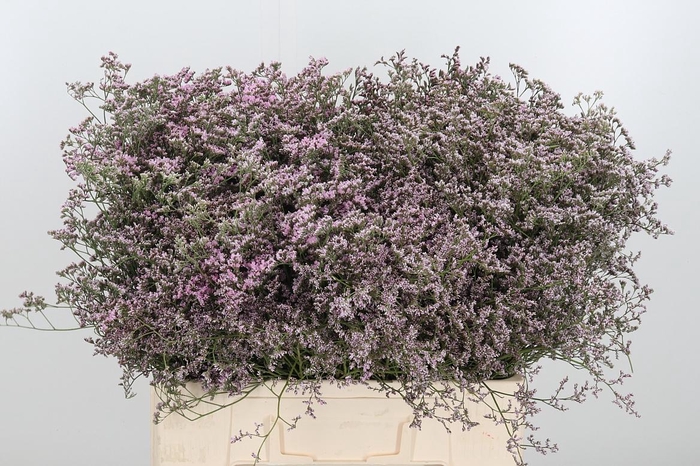 <h4>Lim Saf Oshi Pink 60 20</h4>