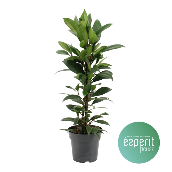 <h4>Ficus cyathistipula Compacta</h4>