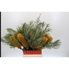 Banksia Collina
