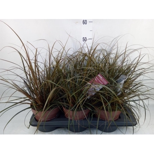 Uncinia rubra