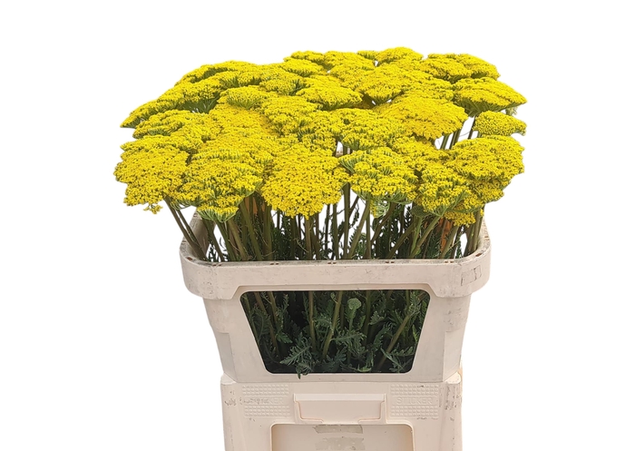 <h4>ACHIL F PARK VARIETY</h4>