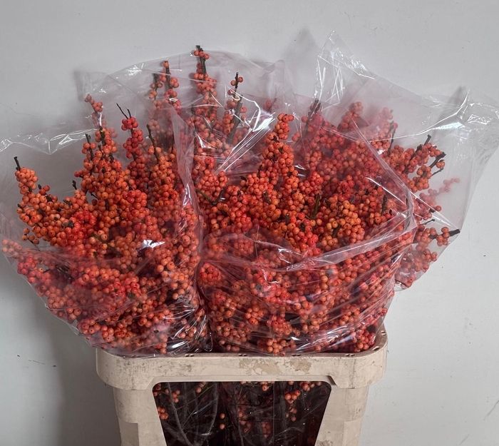 <h4>ILEX VE WINTER GOLD</h4>