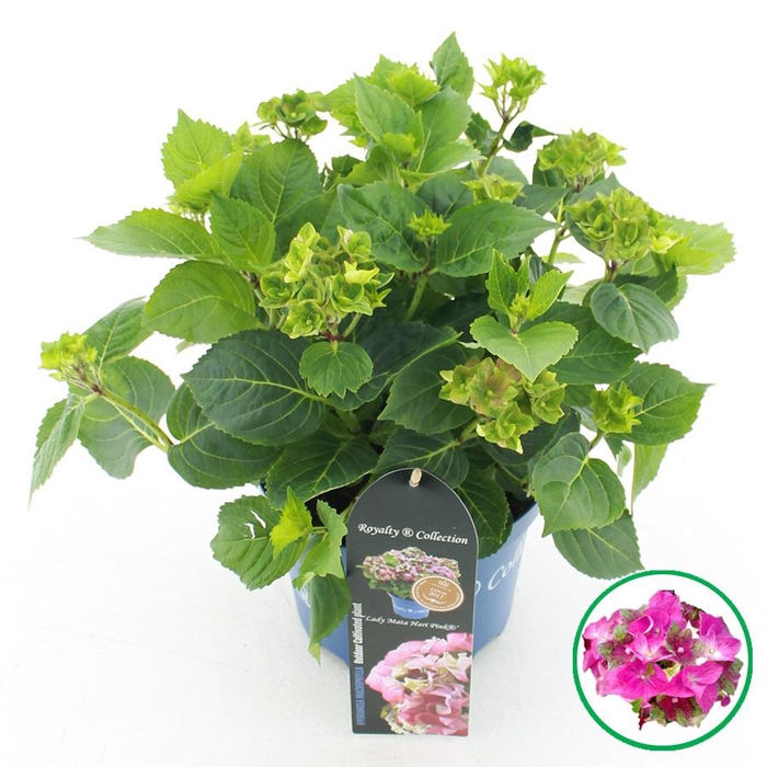 <h4>Hydrangea macr. Royalty® 'Lady Mata Hari'® Roze C3.5 (20cm.) Kn.</h4>