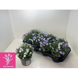 AUBR F BLUE BLUSH BI