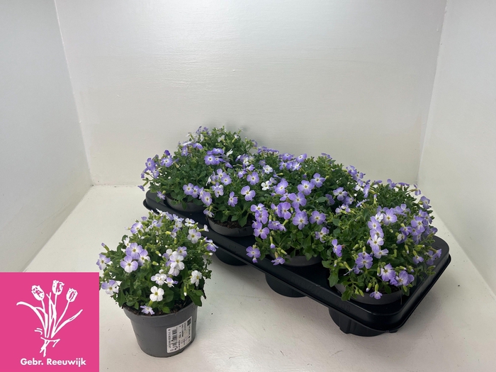 <h4>AUBR F BLUE BLUSH BI</h4>