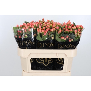 Hypericum Androsaemum