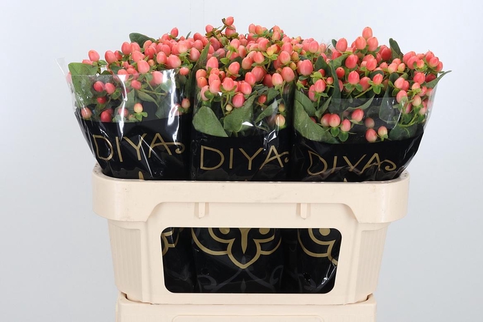 <h4>Hypericum Androsaemum</h4>