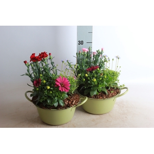 ARR TUINPLANTEN