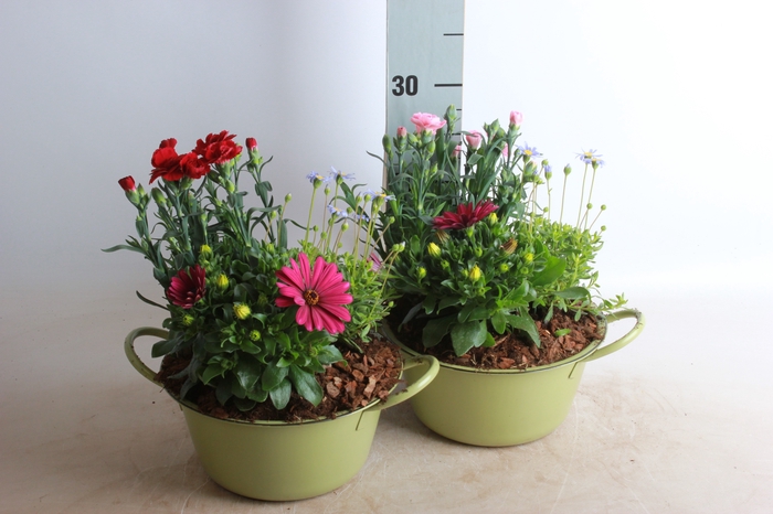 <h4>ARR TUINPLANTEN</h4>