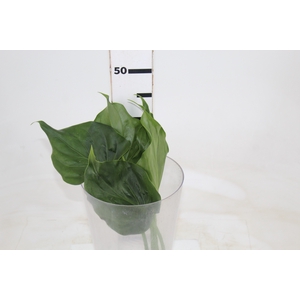 FOLHAGEM ALOCASIA CUCULLATA 040 CM