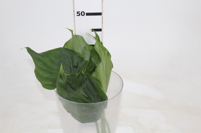 <h4>FOLHAGEM ALOCASIA CUCULLATA 040 CM</h4>