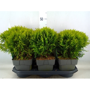 Thuja occid. 'Danica'