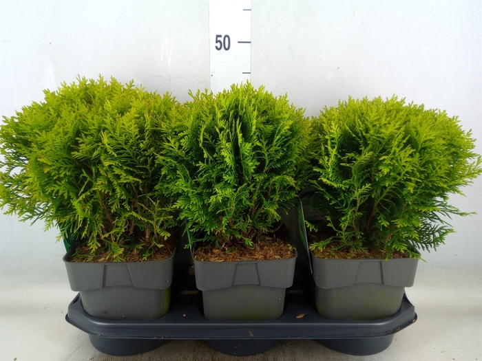 <h4>Thuja occid. 'Danica'</h4>