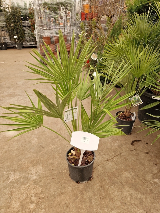 <h4>CHAM HUMILIS</h4>