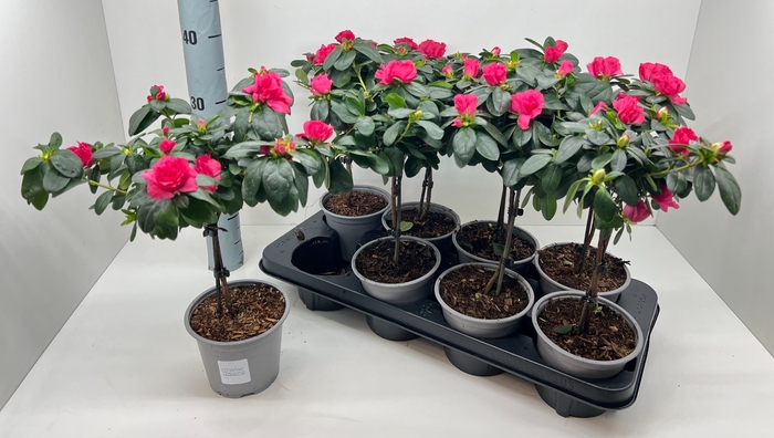 <h4>RHODO SI OV</h4>