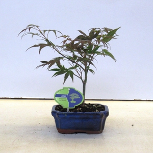 Acer palmatum atropurpureum, 15cm., with drip tray