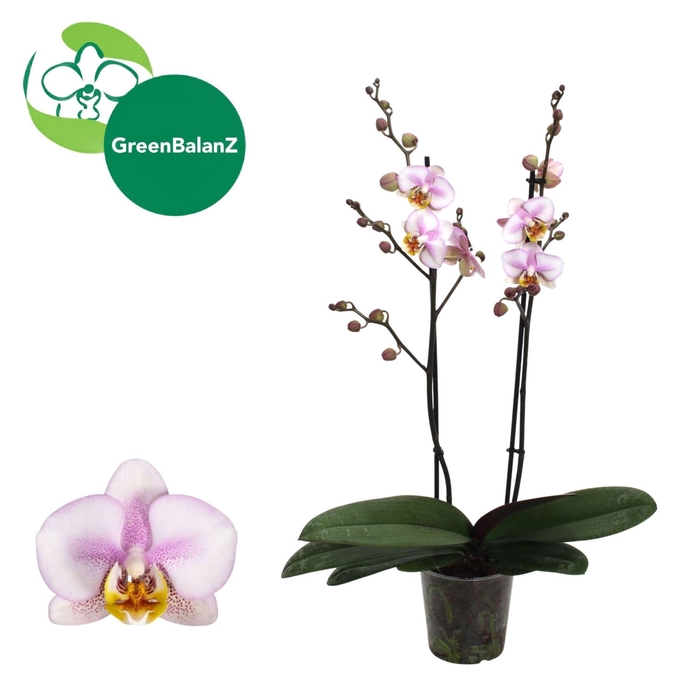 Phalaenopsis  'Corolla Beach'