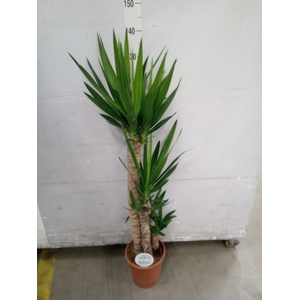 Yucca