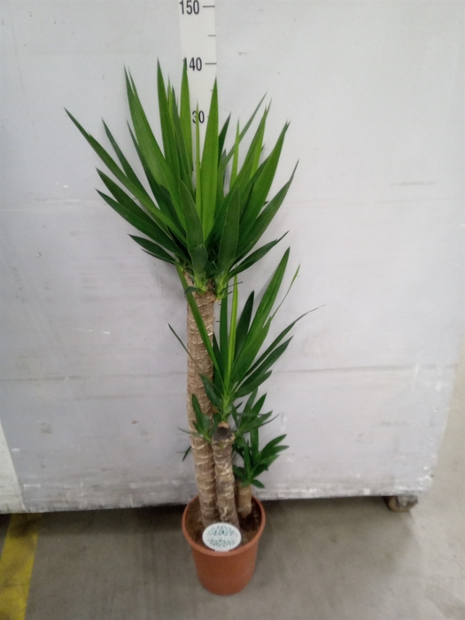 <h4>Yucca</h4>