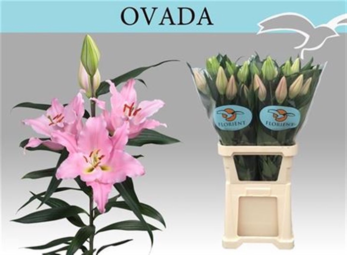 Li Or Ovada