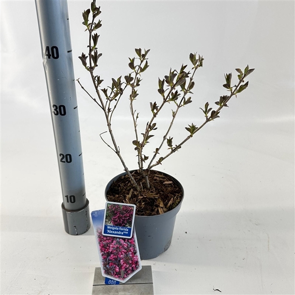 <h4>Weigela florida 'Alexandra' PBR (Wine & Roses)</h4>
