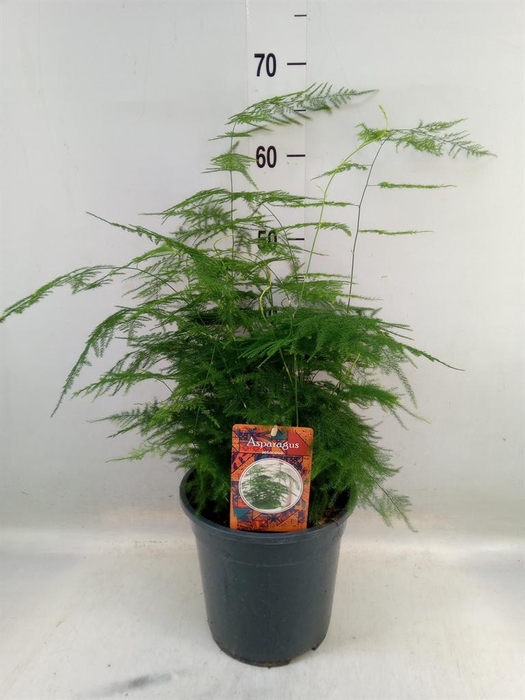 <h4>Asparagus setaceus</h4>