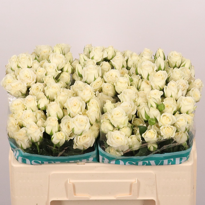 <h4>R TR VIRGIN ROSEVER</h4>