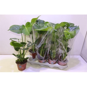 arr8 Monstera Deliciosa