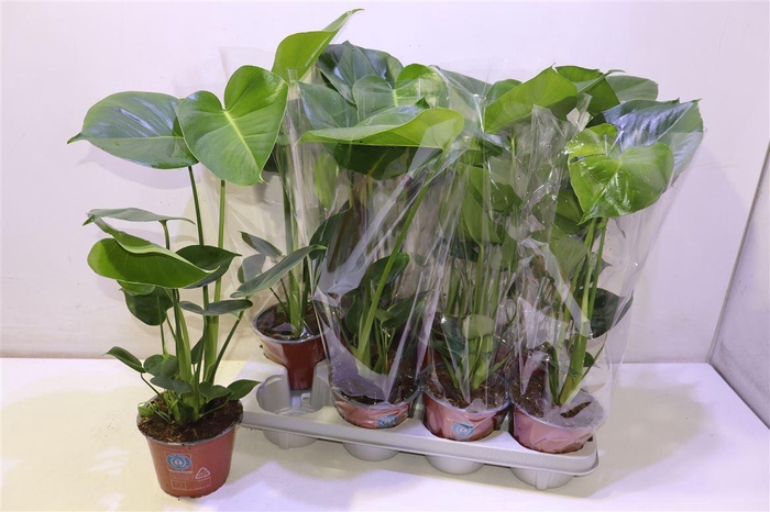 <h4>arr8 Monstera Deliciosa</h4>