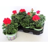 Pelargonium zonale Mylena (Rood)