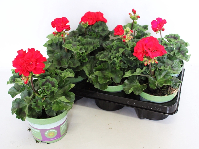 <h4>Pelargonium zonale Bernd Red</h4>