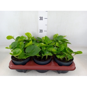 Epipremnum pinn. 'Global Green'