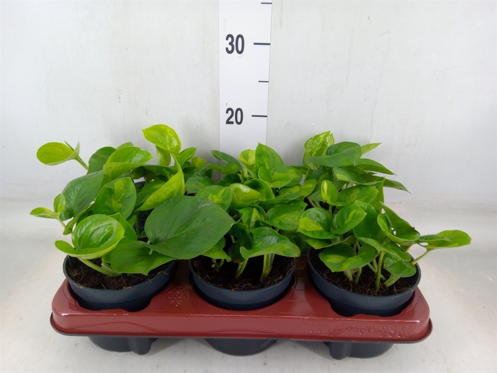 <h4>Epipremnum pinn. 'Global Green'</h4>