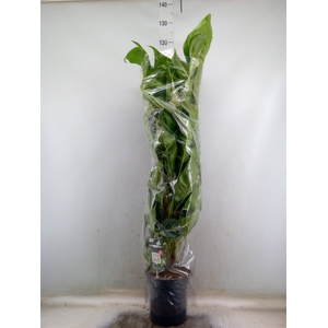 Epipremnum   ...