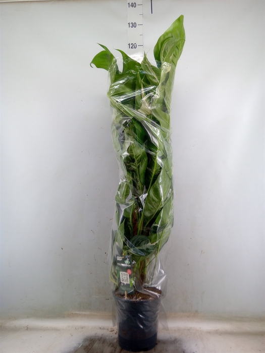 <h4>Epipremnum   ...</h4>