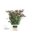 DAUCUS CAROTA DARA XL